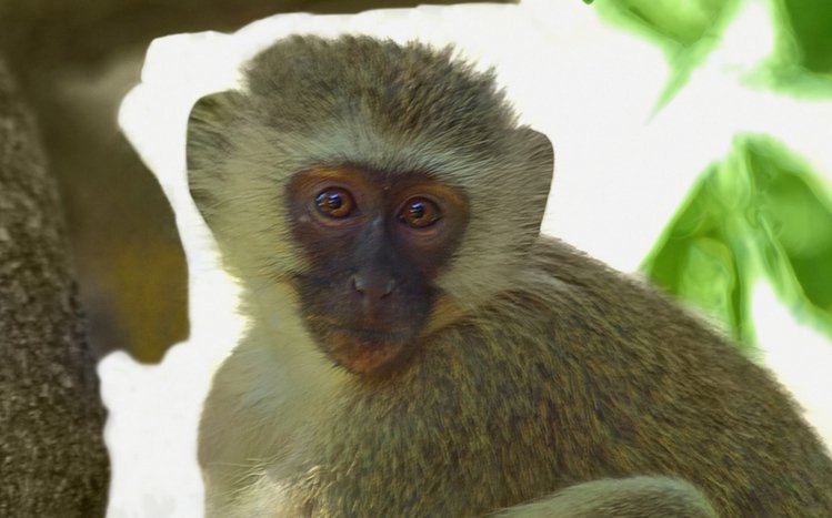 Japanese Macaque Theme screenshot #9