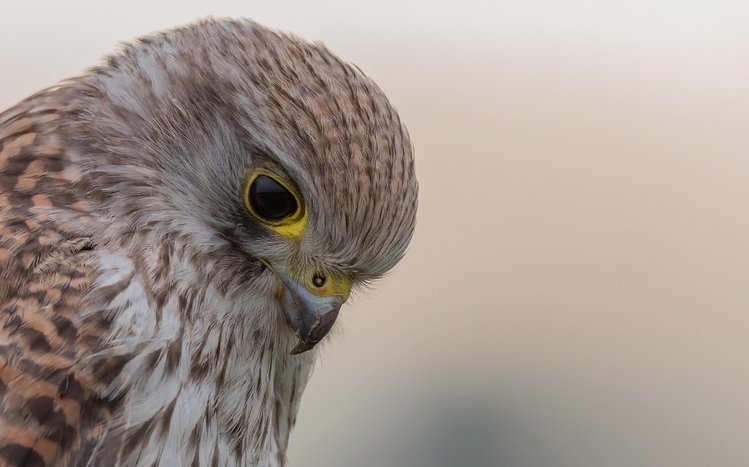 Kestrel Theme screenshot #11