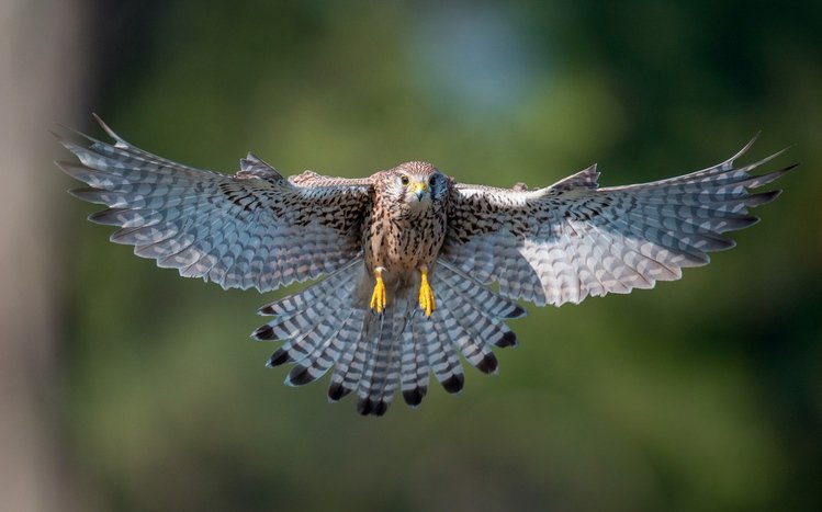 Kestrel Theme screenshot #15