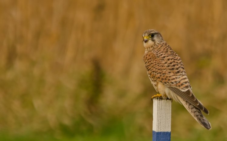 Kestrel Theme screenshot #1