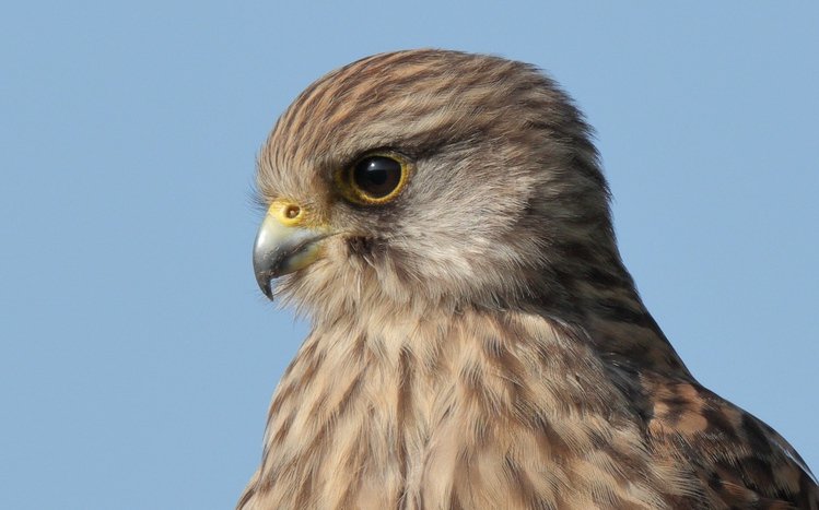 Kestrel Theme screenshot #5