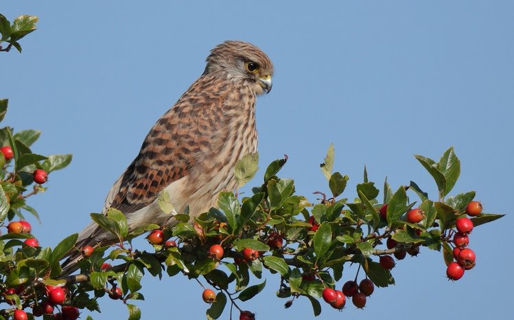 Kestrel Theme screenshot #7