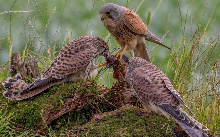 Kestrel Theme screenshot #13