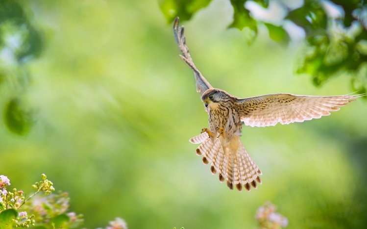 Kestrel Theme screenshot #10