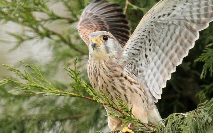 Kestrel Theme screenshot #2