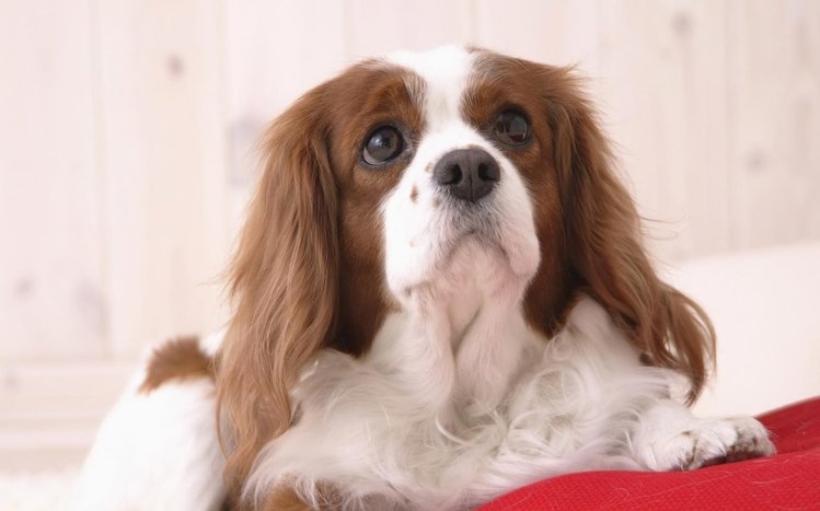 King Charles Spaniel Theme screenshot #3