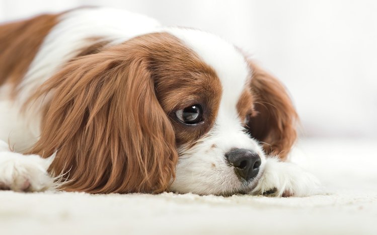 King Charles Spaniel Theme screenshot #13