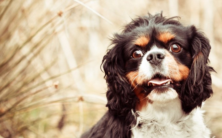King Charles Spaniel Theme screenshot #5