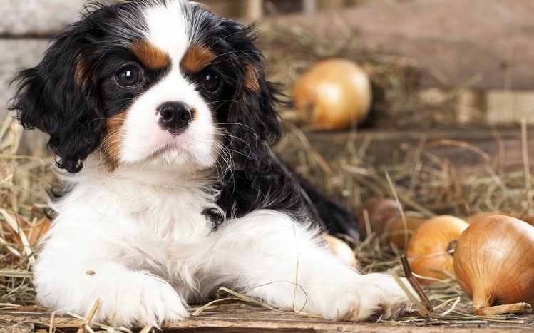 King Charles Spaniel Theme screenshot #12