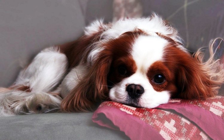King Charles Spaniel Theme screenshot #2