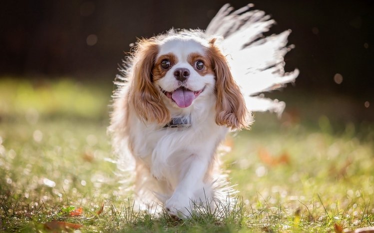 King Charles Spaniel Windows 11/10 Theme - themepack.me