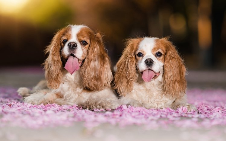 King Charles Spaniel Theme screenshot #14