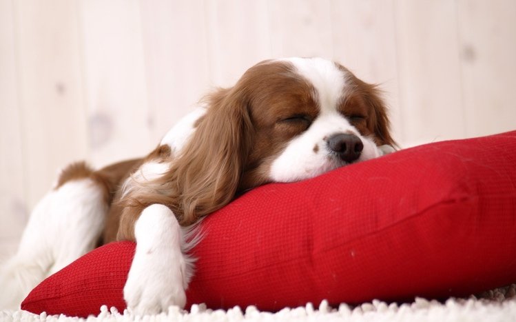 King Charles Spaniel Theme screenshot #1
