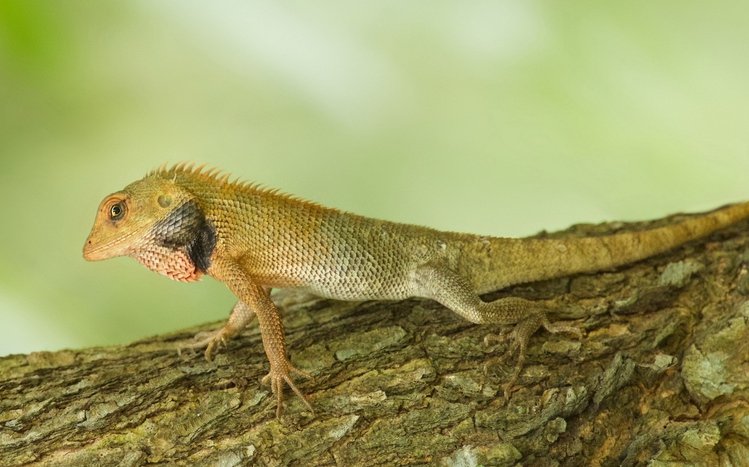 Lizard Theme screenshot #5