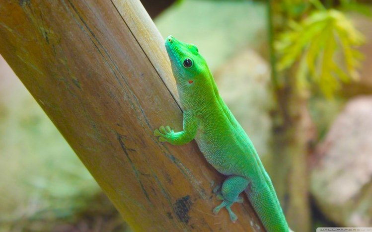 Lizard Theme screenshot #9