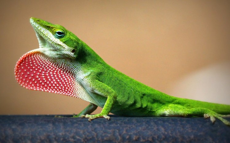 Lizard Theme screenshot #2