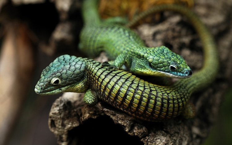 Lizard Theme screenshot #13