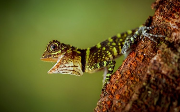 Lizard Theme screenshot #10