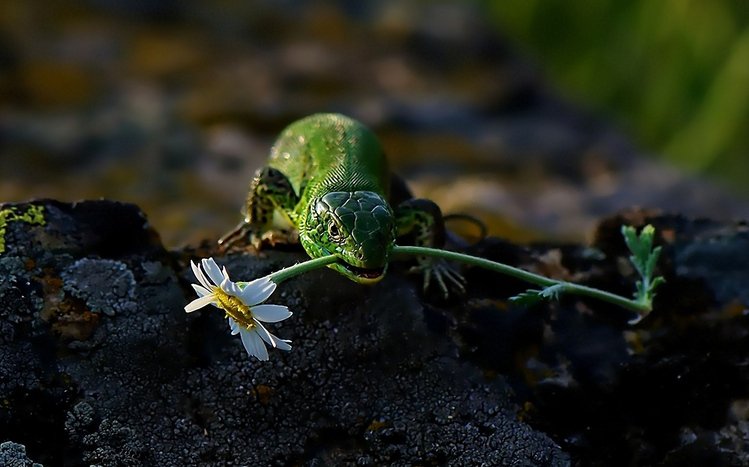 Lizard Theme screenshot #7