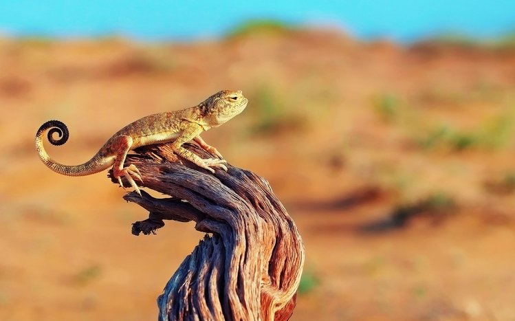 gecko, lizard, art, point 4k Lizard, gecko, art | Gecko, Lizard, Wallpaper