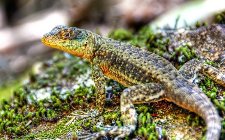 Lizard Theme screenshot #8