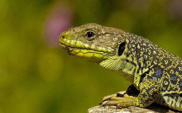 Lizard Theme screenshot #1