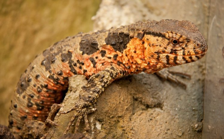 Lizard Theme screenshot #6