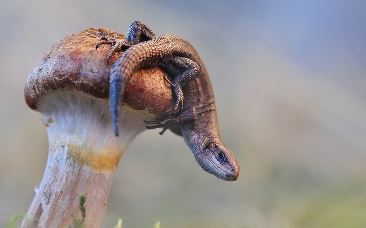 Lizard Theme screenshot #12