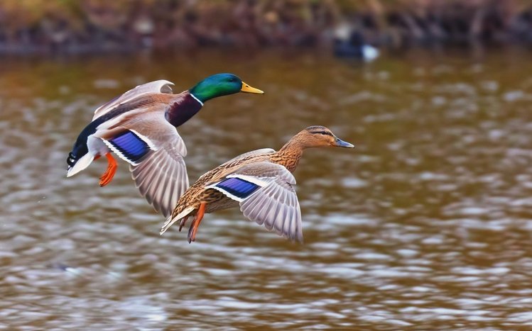 Mallard Theme screenshot #14