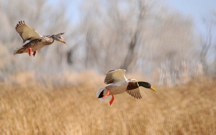 Mallard Theme screenshot #11