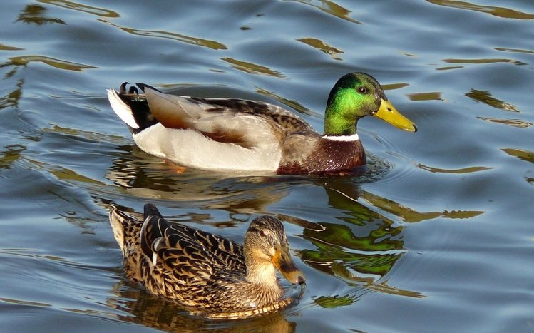 Mallard Theme screenshot #3