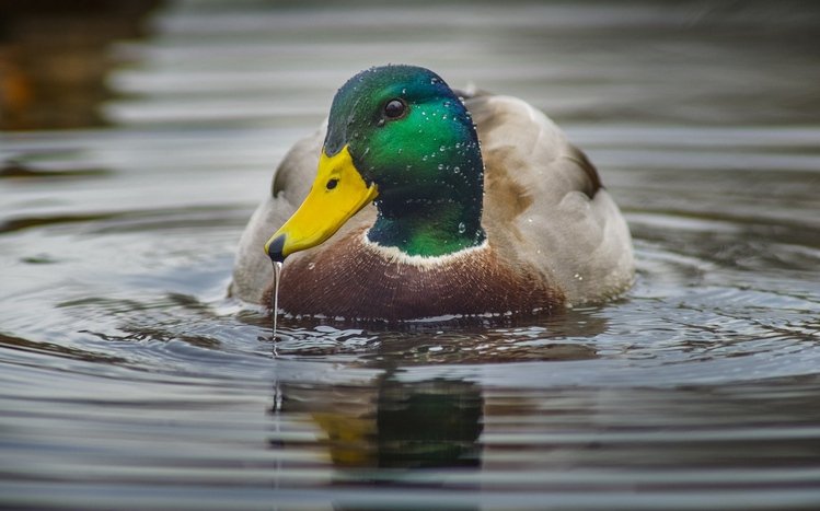 Mallard Theme screenshot #13