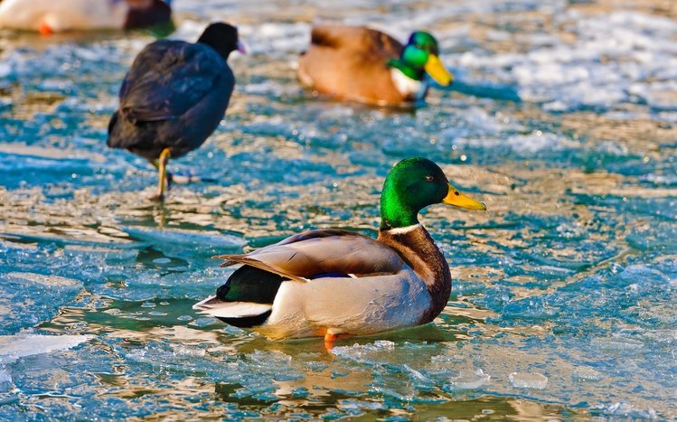 Mallard Theme screenshot #9