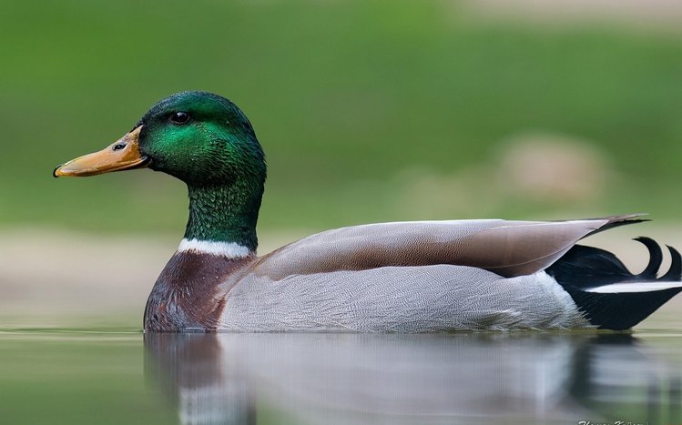 Mallard Theme screenshot #6