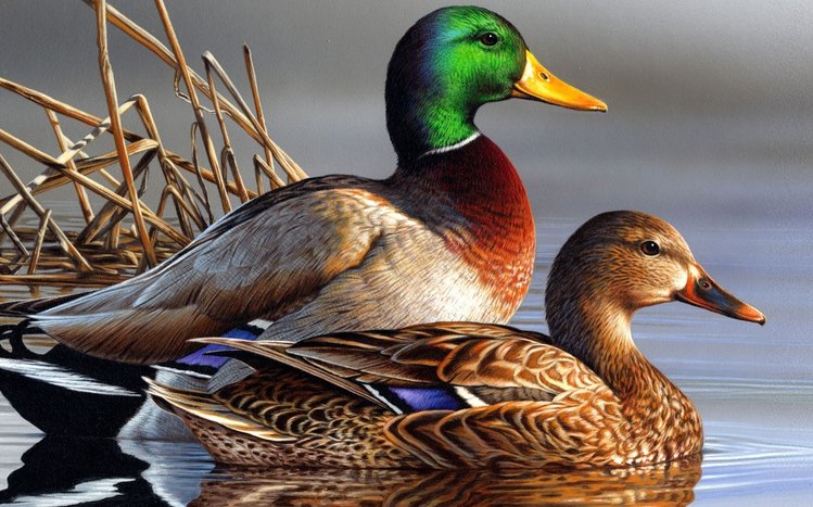 Mallard Theme screenshot #12