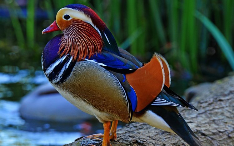 Mandarin Duck Theme screenshot #8