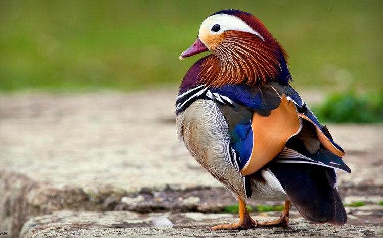 Mandarin Duck Theme screenshot #1