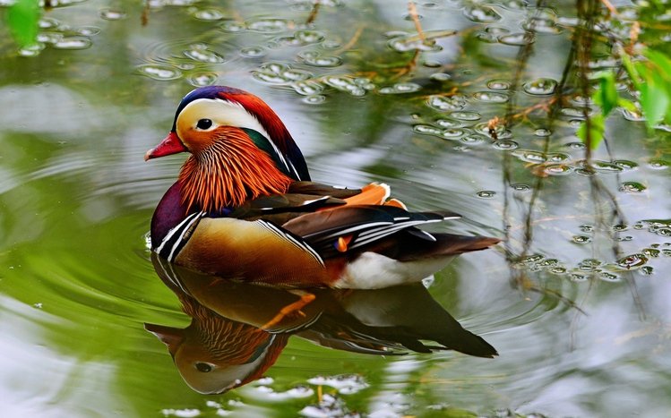 Mandarin Duck Theme screenshot #13