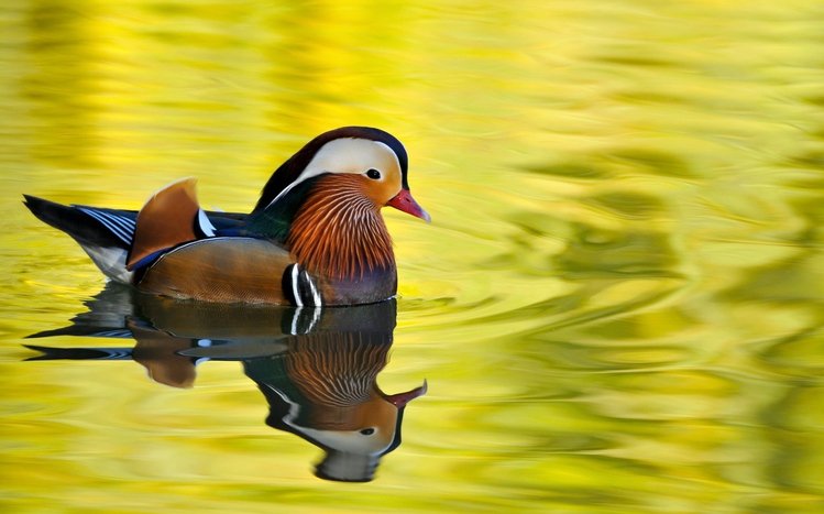 Mandarin Duck Theme screenshot #5