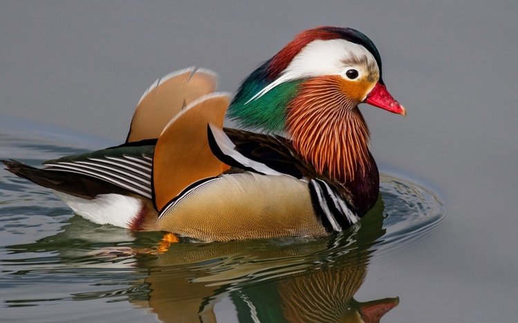 Mandarin Duck Theme screenshot #9