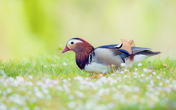 Mandarin Duck Theme screenshot #2