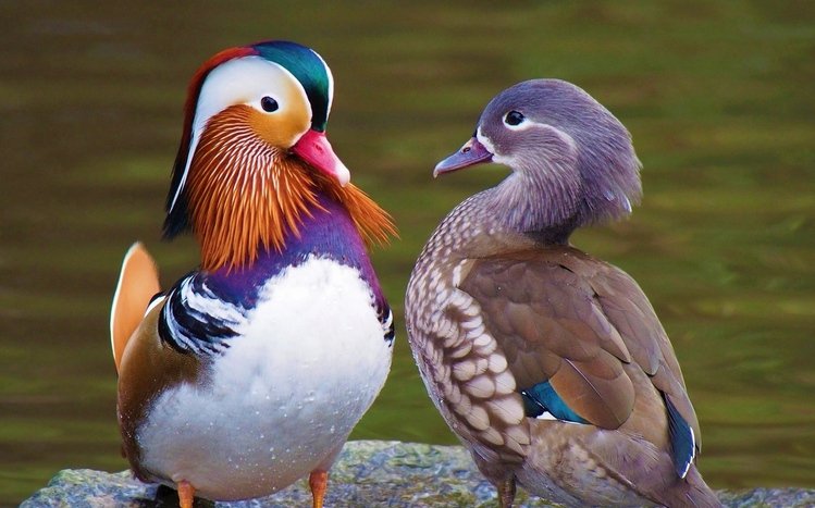 Mandarin Duck Theme screenshot #7