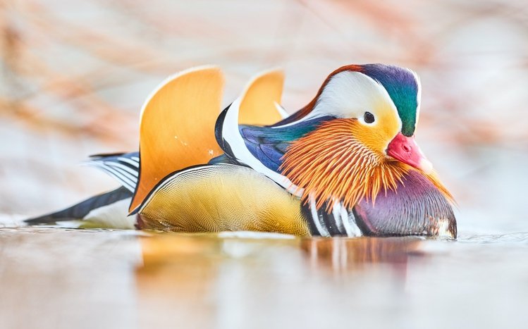 Mandarin Duck Theme screenshot #10