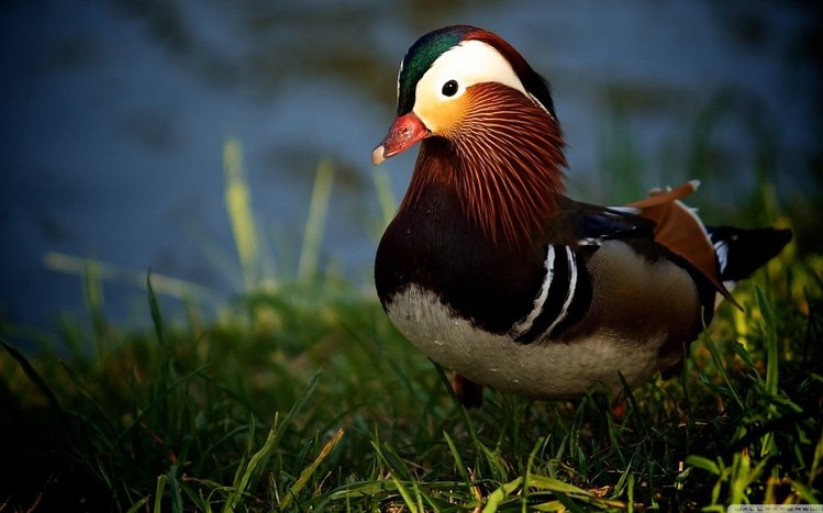 Mandarin Duck Theme screenshot #4