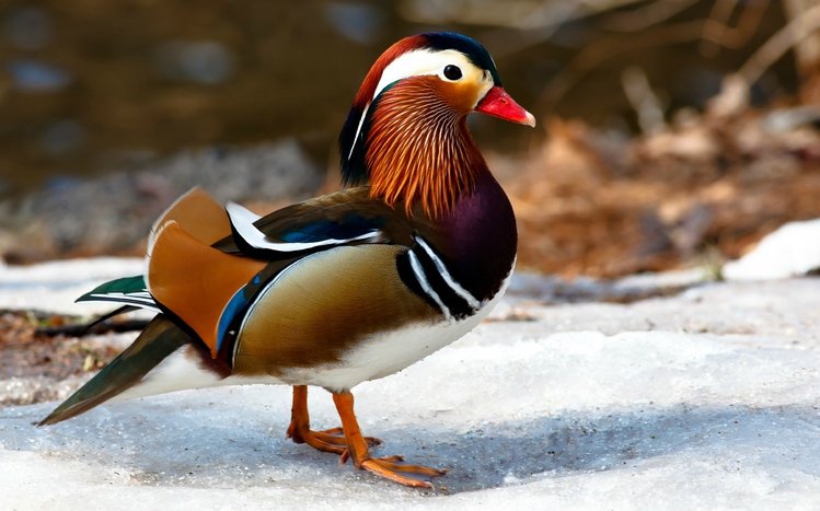 Mandarin Duck Theme screenshot #6
