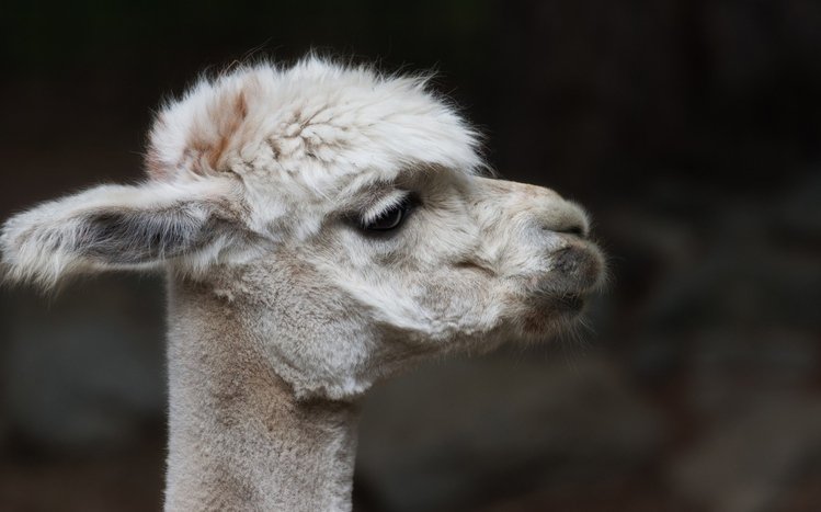 Alpaca Theme screenshot #10