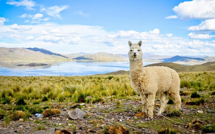 Alpaca Theme screenshot #11