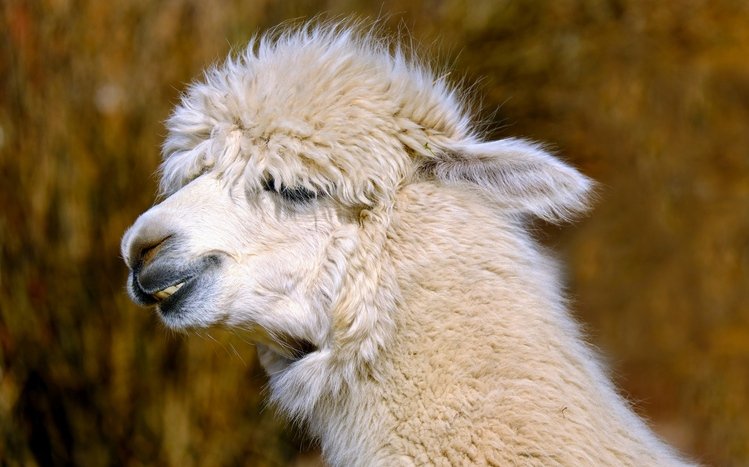 Alpaca Theme screenshot #14