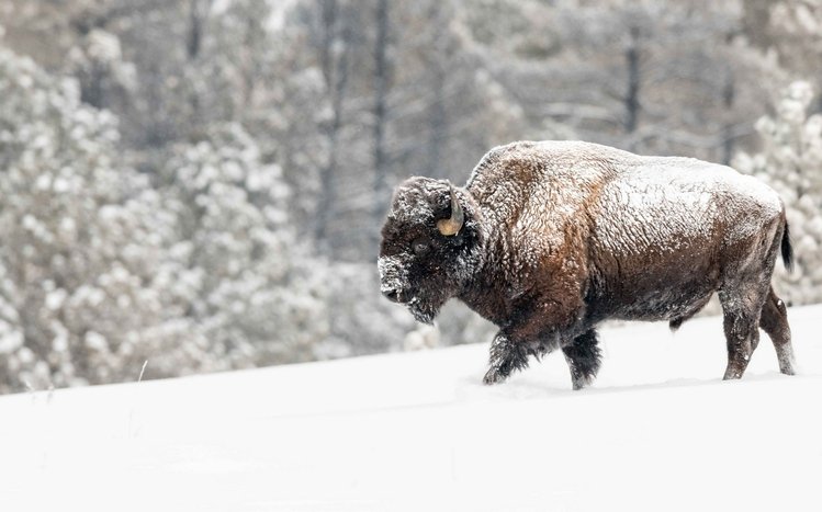American Bison Theme screenshot #11