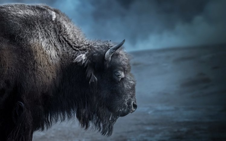 American Bison Theme screenshot #12